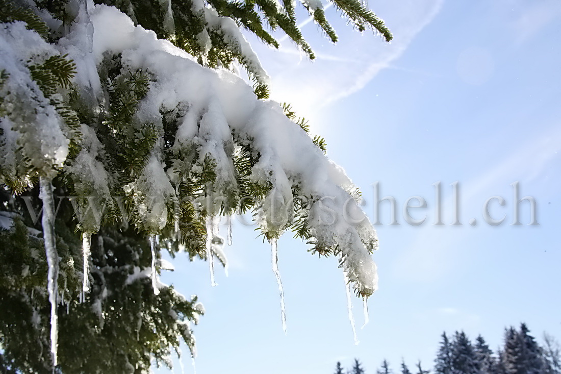 Stalagmites de glace sous la branche de sapin