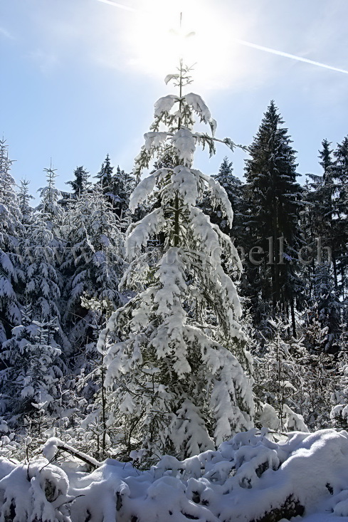 Soleil au faîte du sapin enneigé