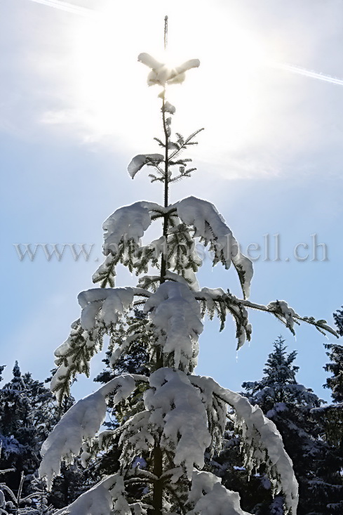 Soleil au faîte du sapin enneigé