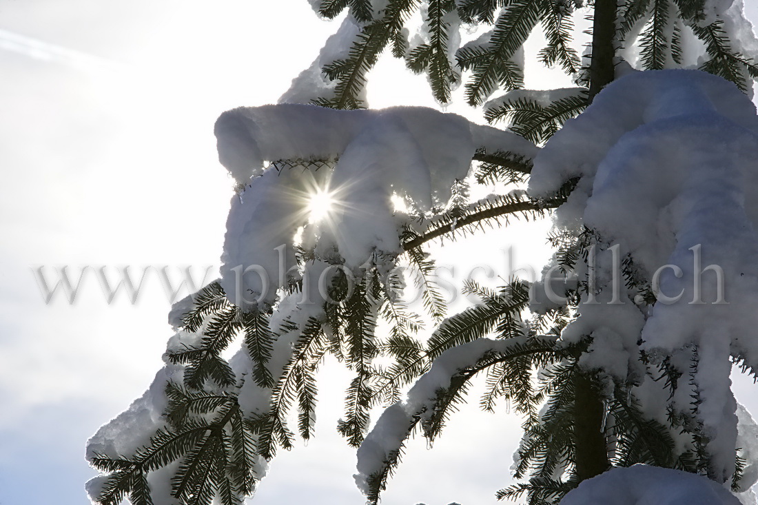 Le soleil filtre dans les branches enneigées