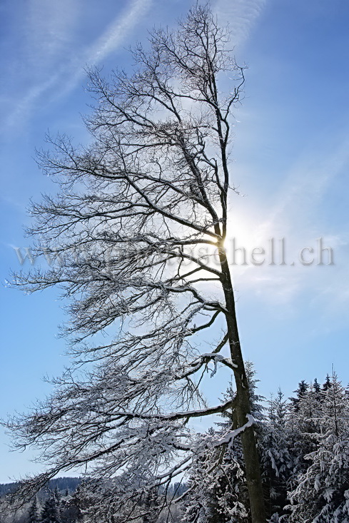 Arbre enneigé