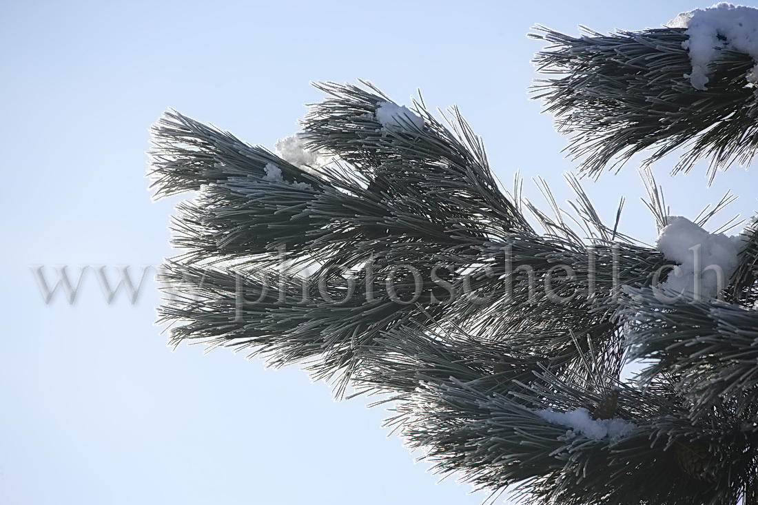 Givre sur les épines