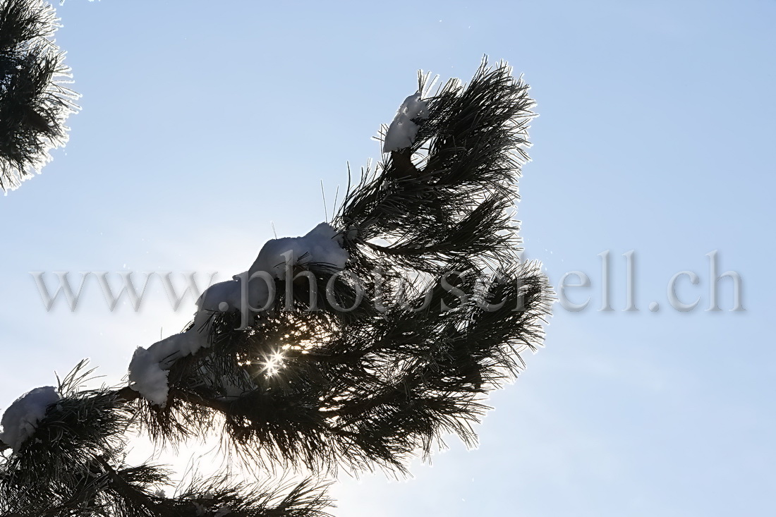 Soleil filtrant dans une branche de sapin givré