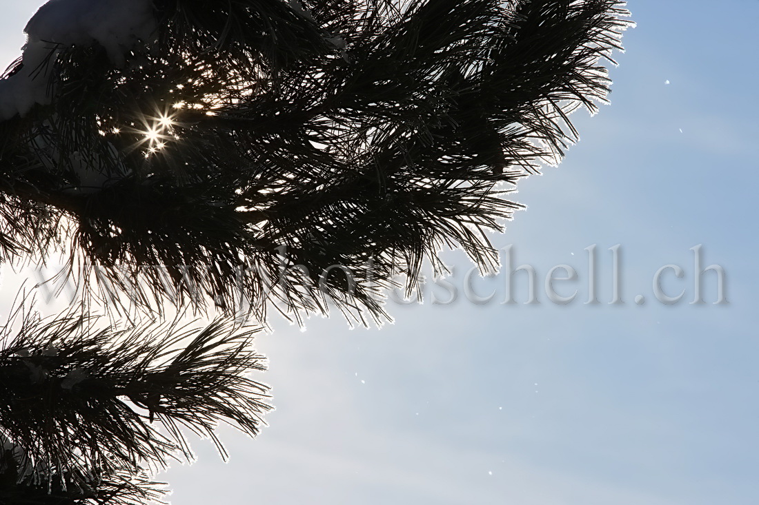 Soleil filtrant dans une branche de sapin givré