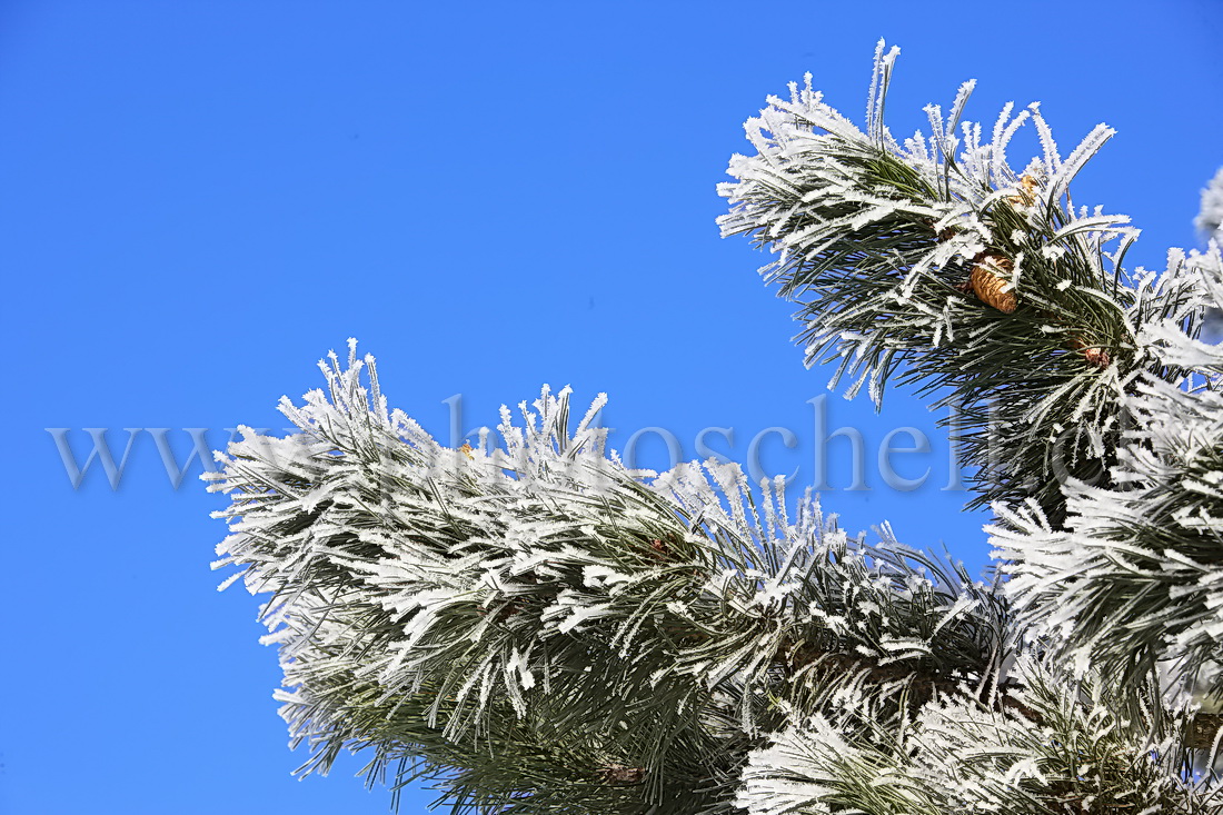 Pives sur une branche de sapin givré