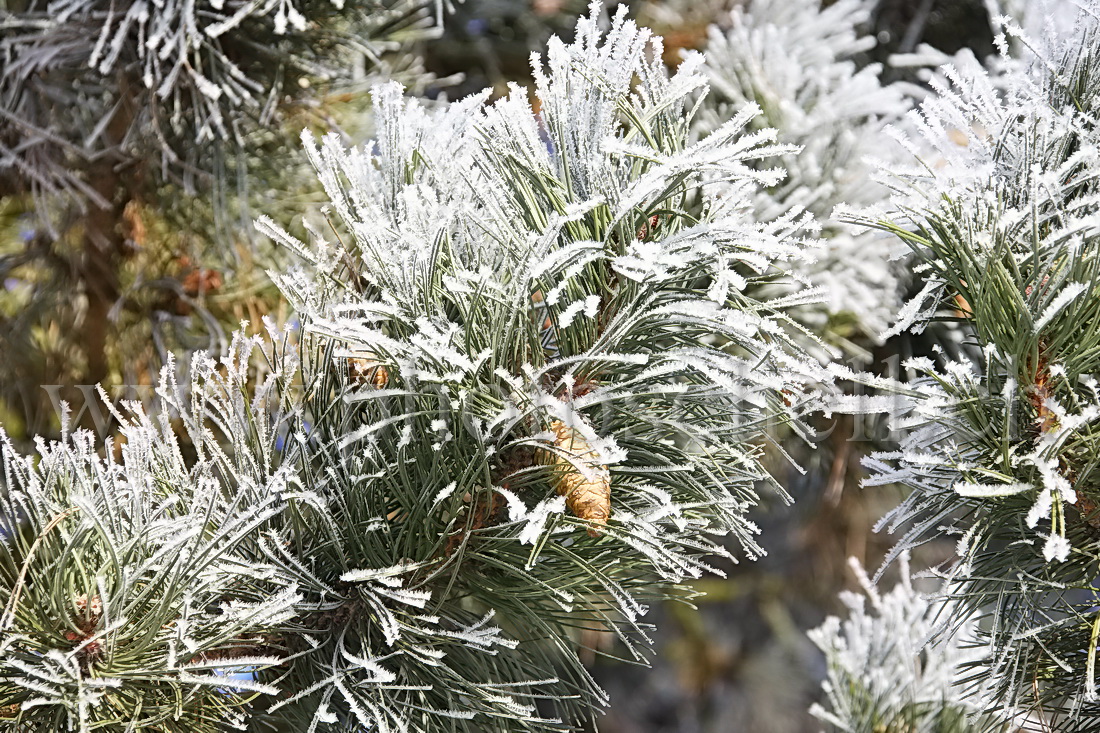 Pives sur une branche de sapin givré