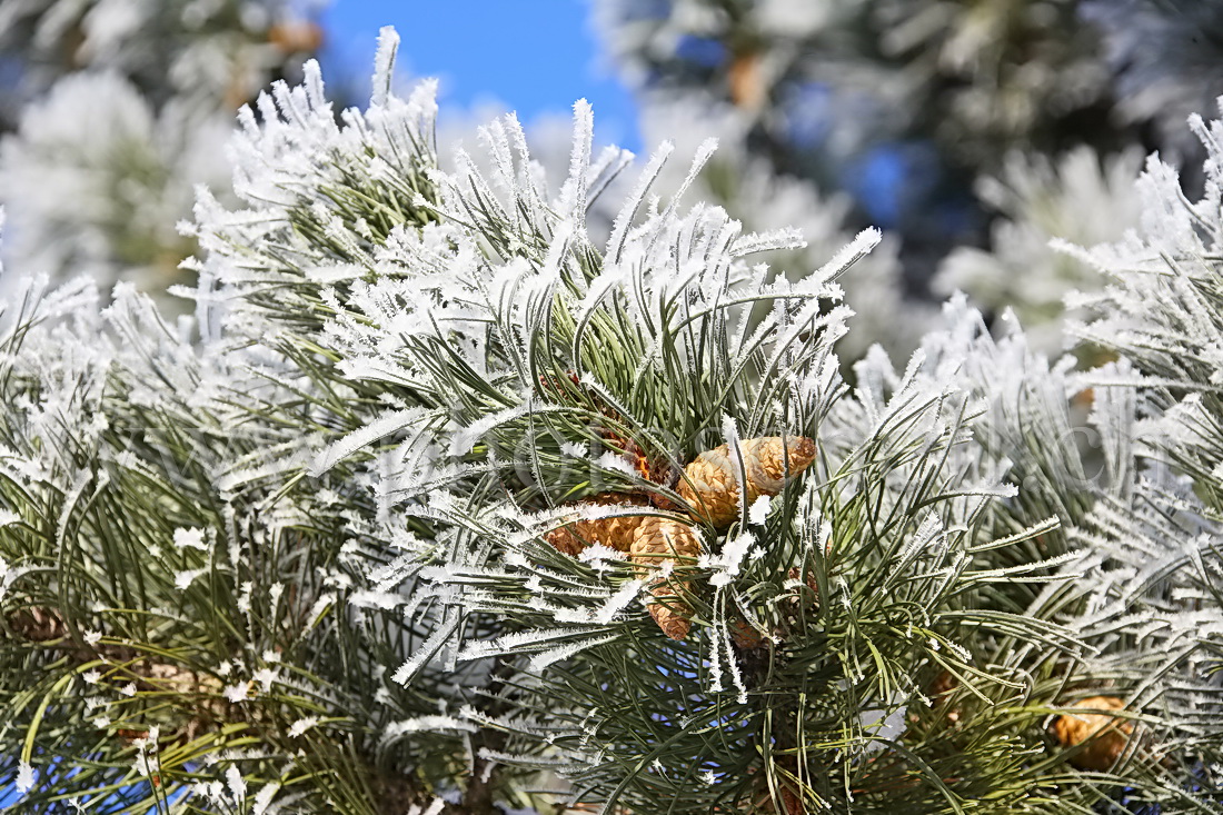 Pives sur une branche de sapin givré