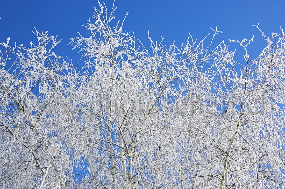 Branches de bouleau givré