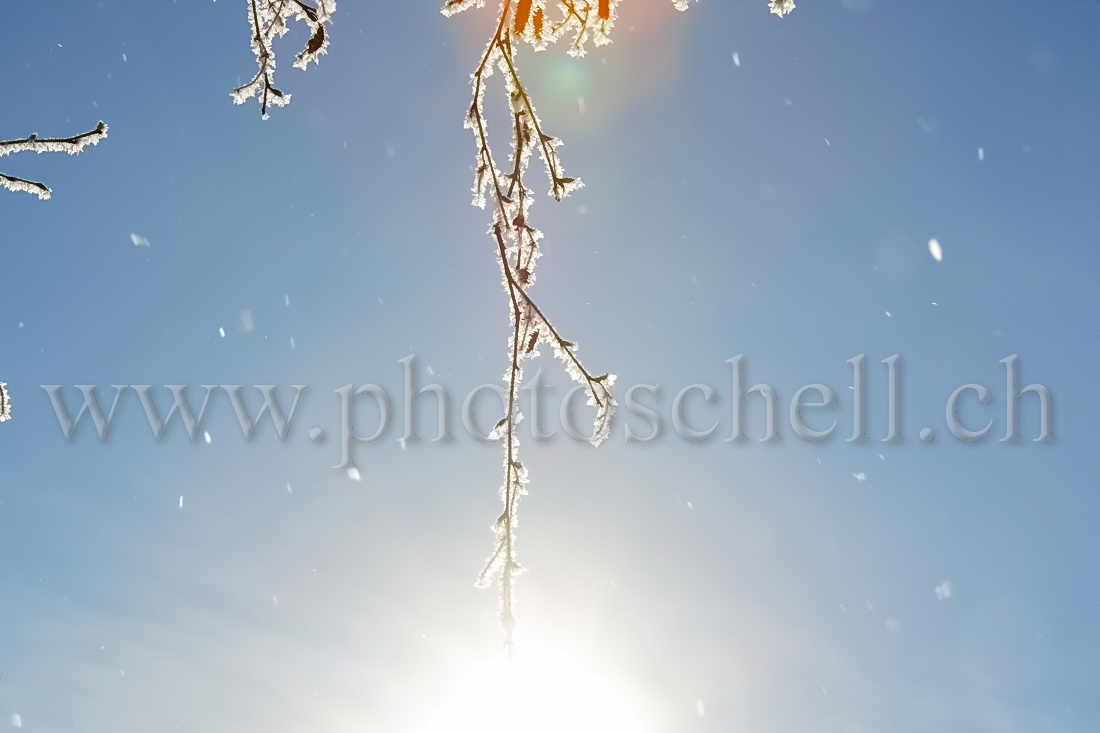 Le soleil au bout de la branche