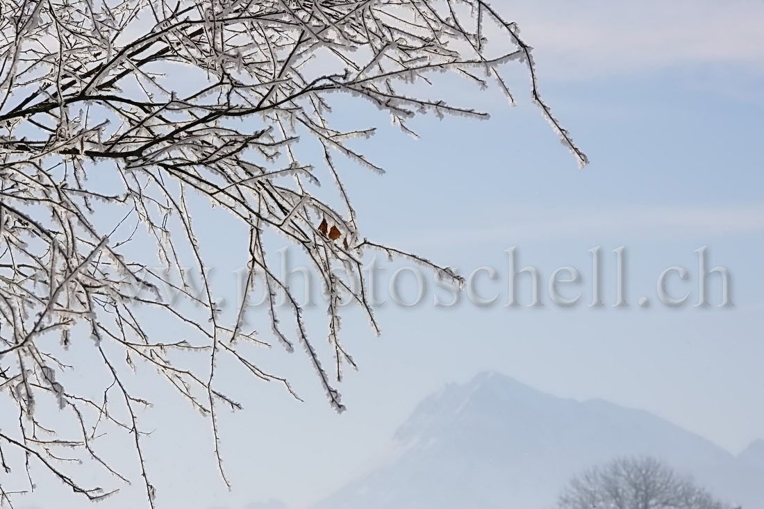 Branches givrées avec le Moléson en fond