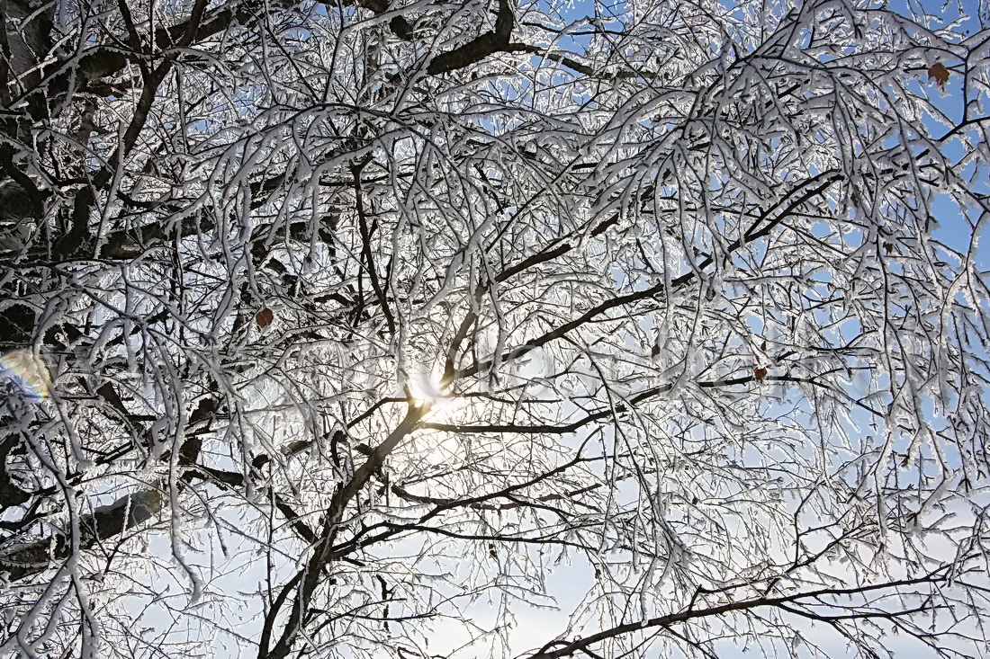 Soleil filtrant dans les branches givrées
