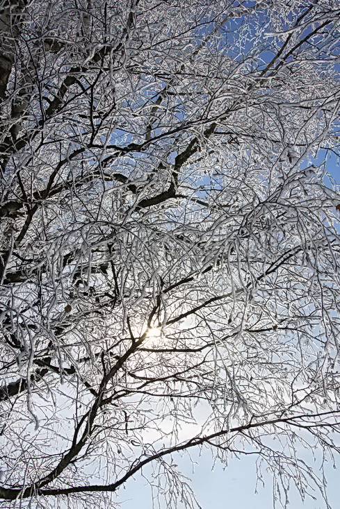 Soleil filtrant dans les branches givrées