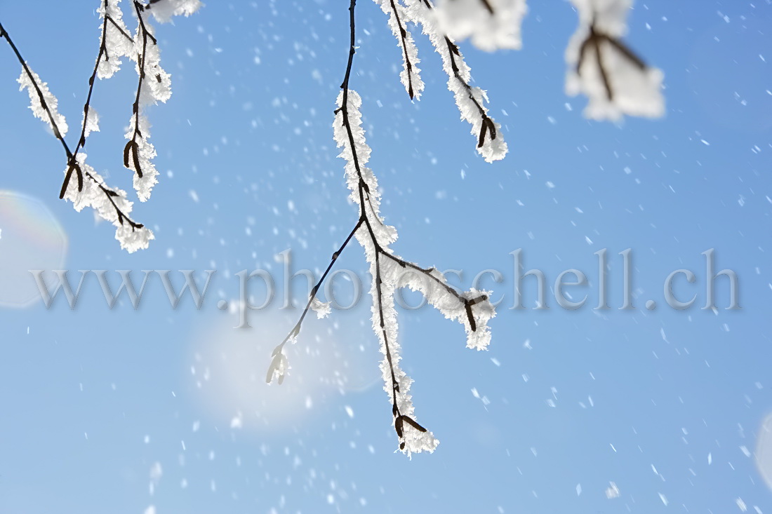 Chute de givre au soleil