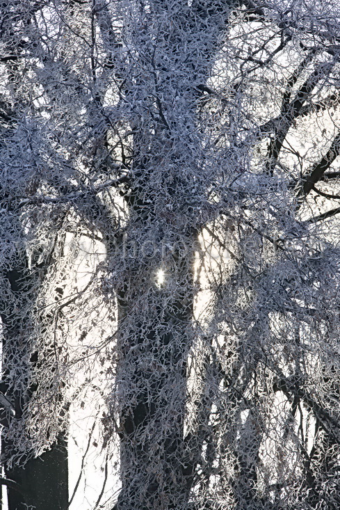 Contrejour sur un arbre givré