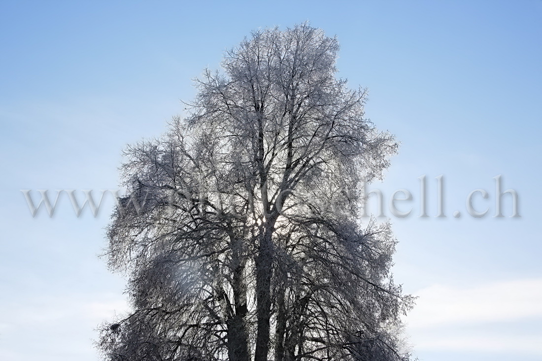 Contrejour sur un arbre givré