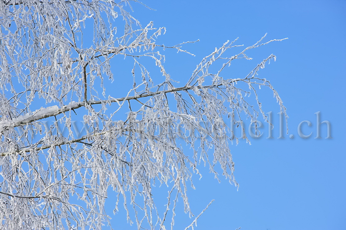 Avec ou sans givre la branche ?