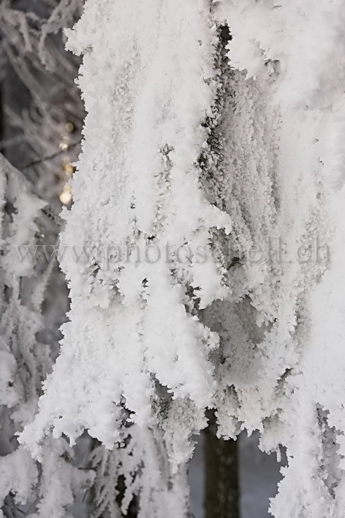 Sapin floqué de neige gelée