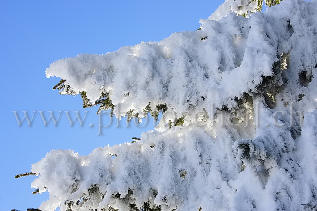 Sapin floqué de neige gelée