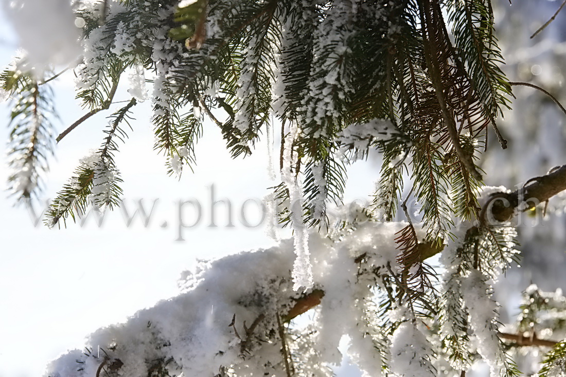 Glaçon dans les branches de sapin