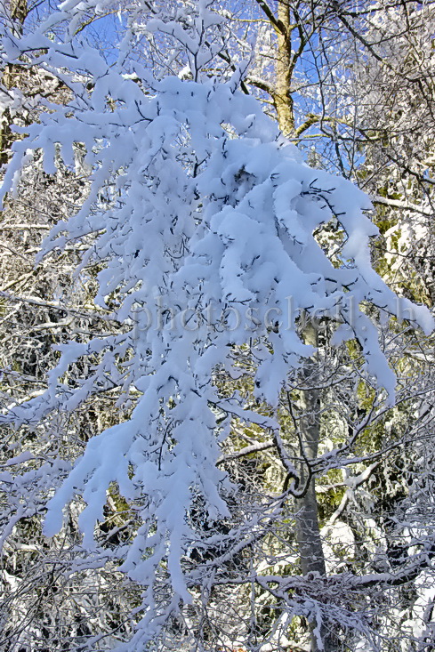 Neige dans les branches