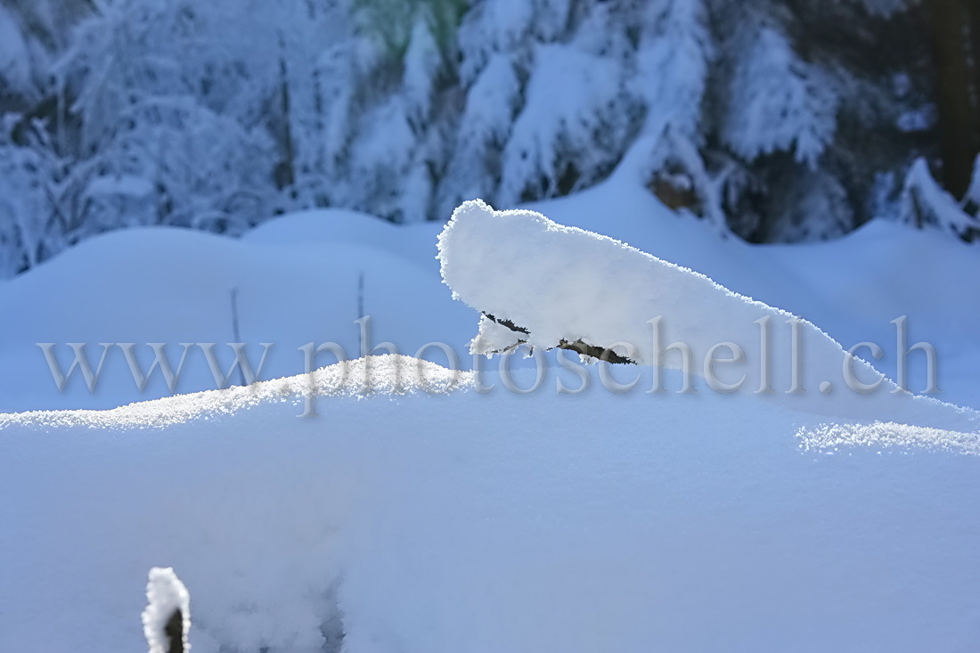 Neige dans les branches