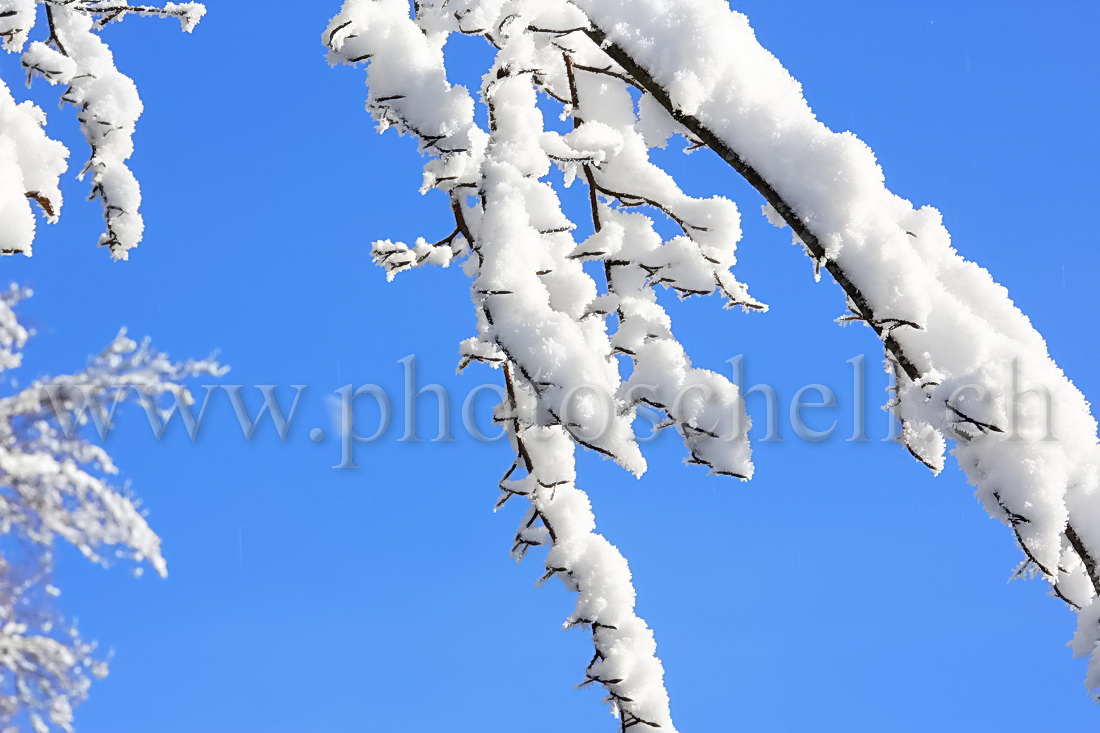 Neige dans les branches et demi-lune