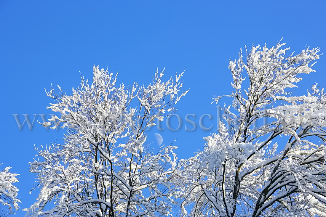 Neige dans les branches et demi-lune