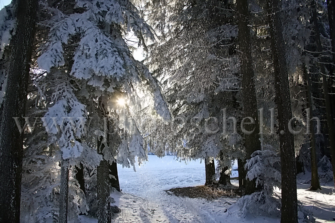 Chemin arboré et enneigé