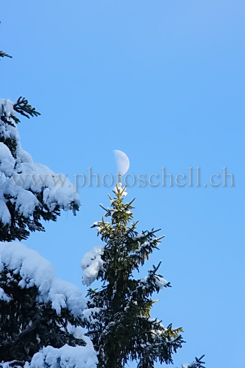 Demi-lune sur la pointe du sapin