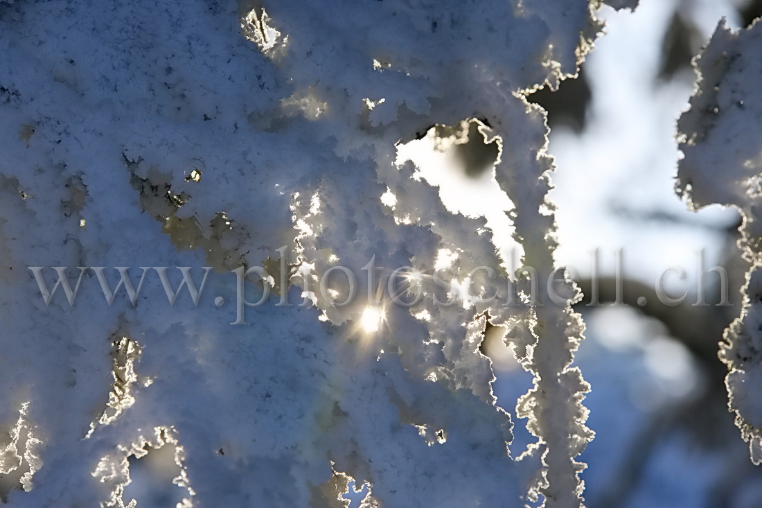 Soleil filtrant dans les branches givrées