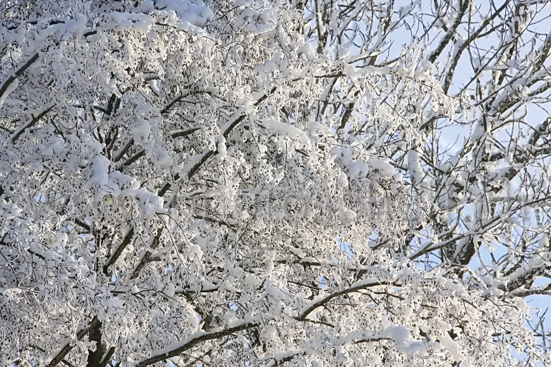 Branches enneigées