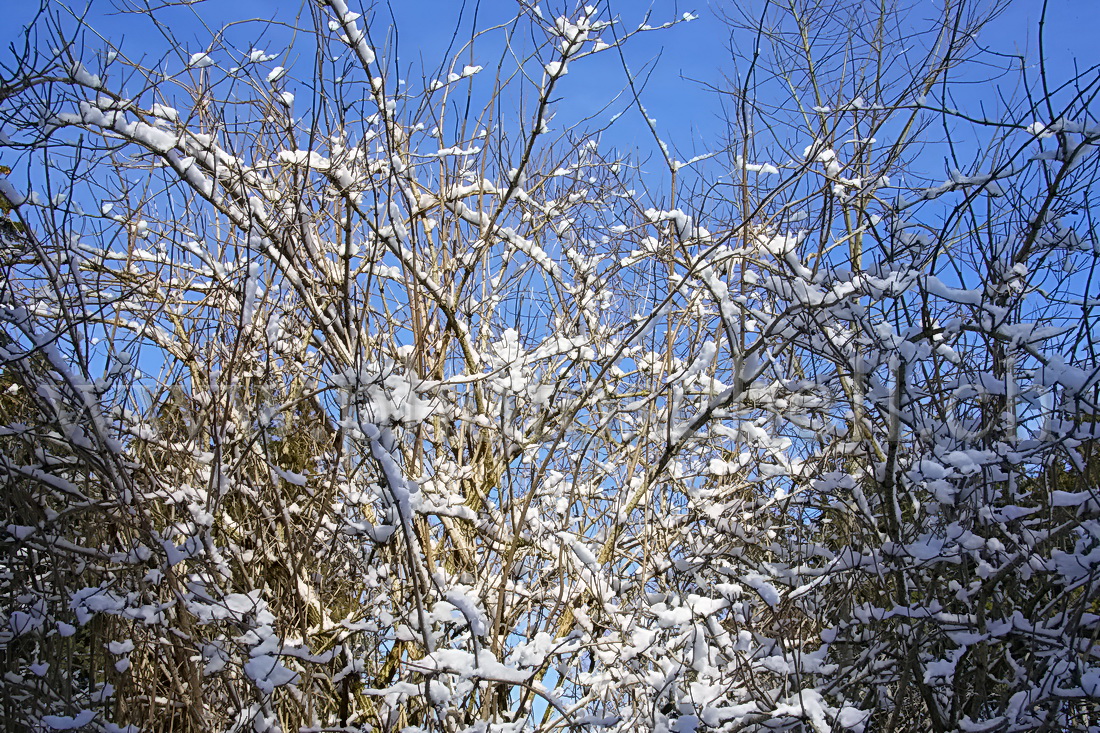 Neige de printemps