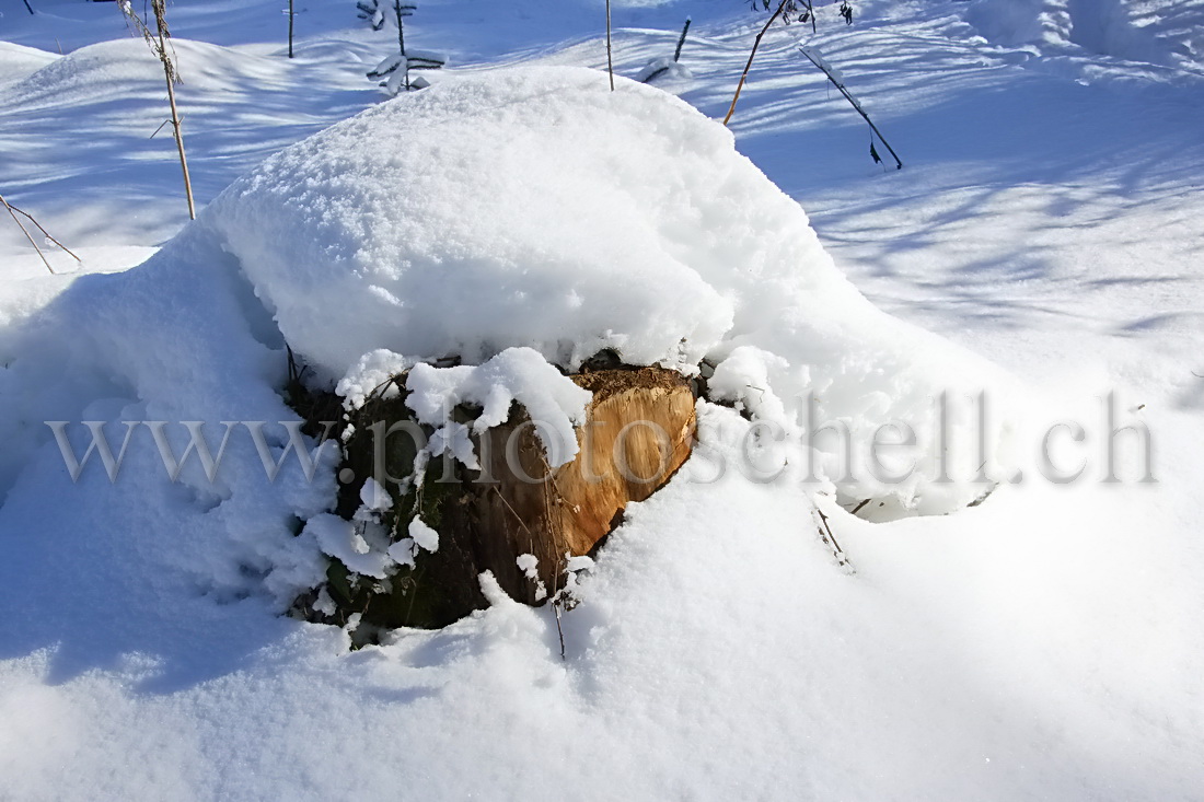 Neige de printemps