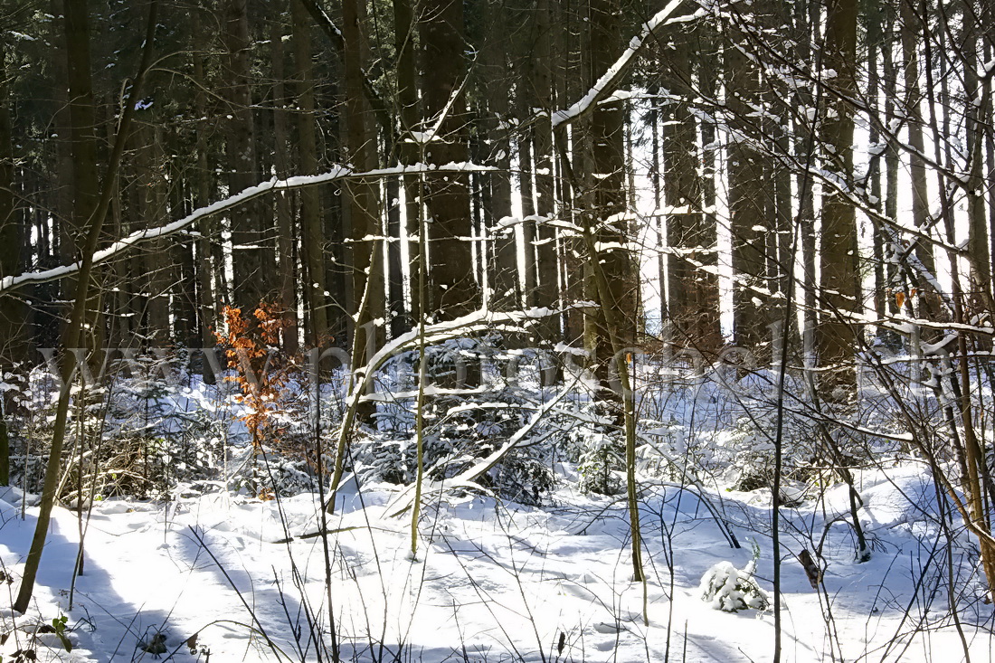 Forêt enneigée