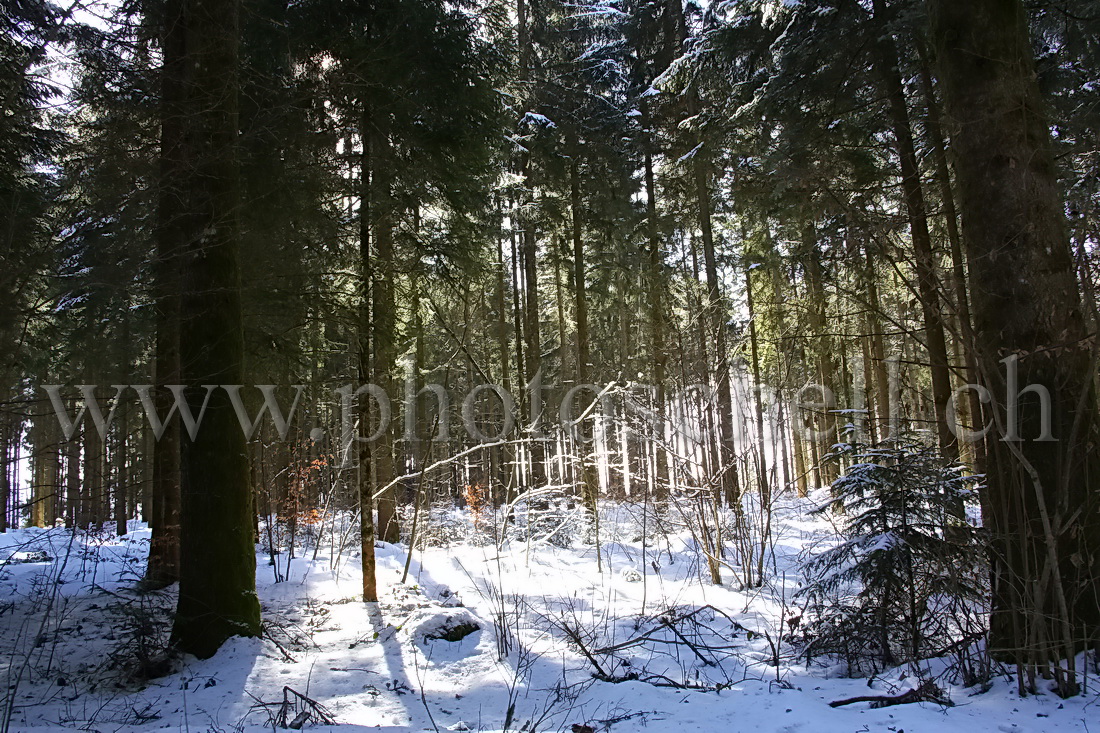 Forêt enneigée