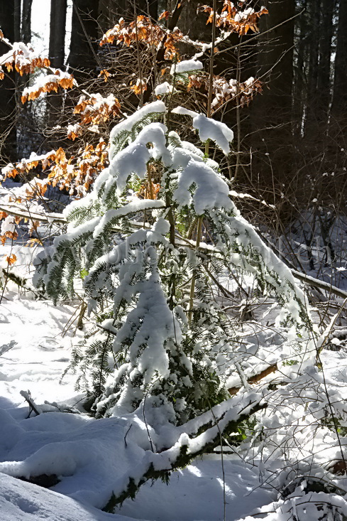 Forêt enneigée