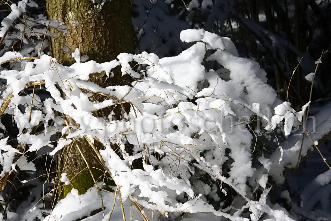 Forêt enneigée