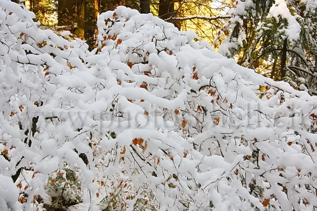 Branches enneigées