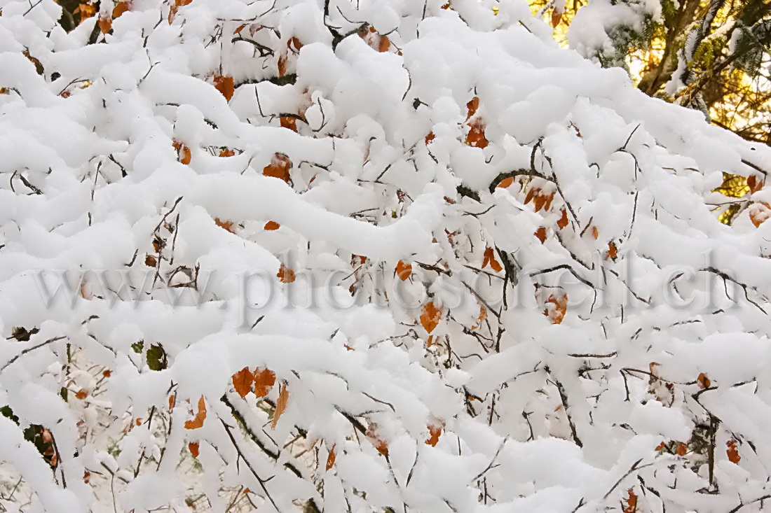 Branches enneigées