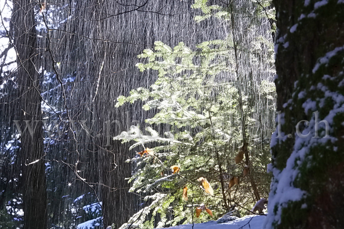 Neige tombant en forêt