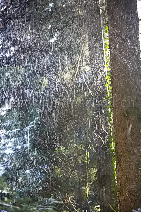 Neige tombant en forêt