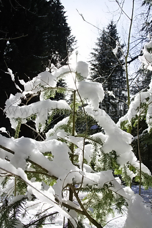 Sapin enneigée