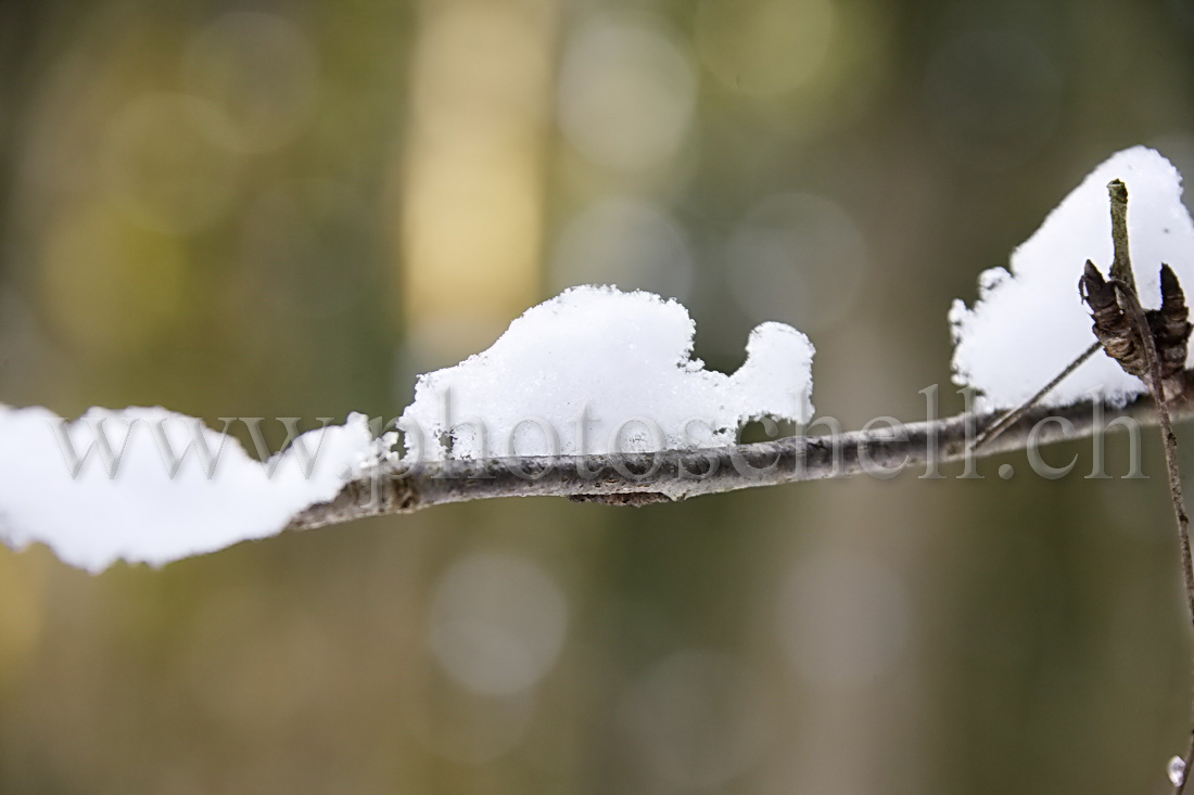 Branches enneigées