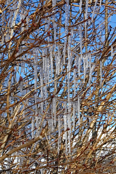 Glaçons dans les branches