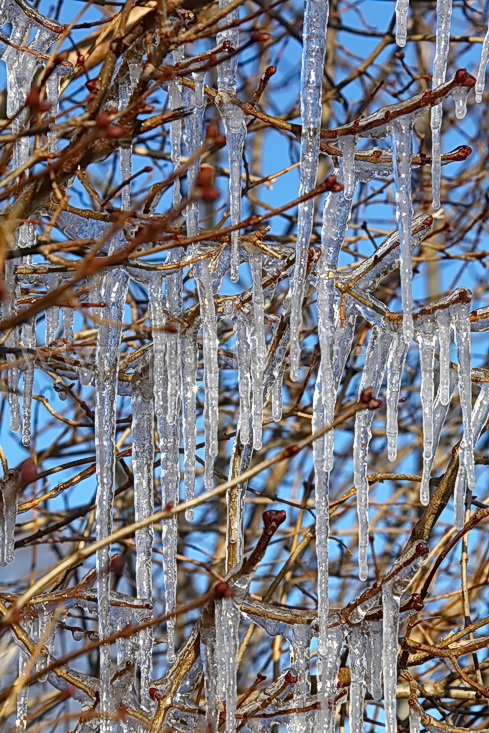 Glaçons dans les branches