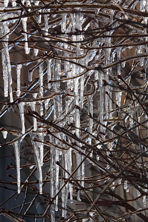 Glaçons dans les branches