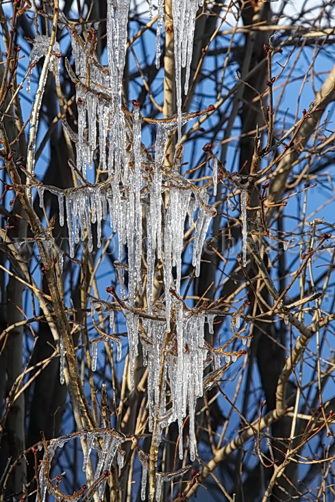 Glaçons dans les branches