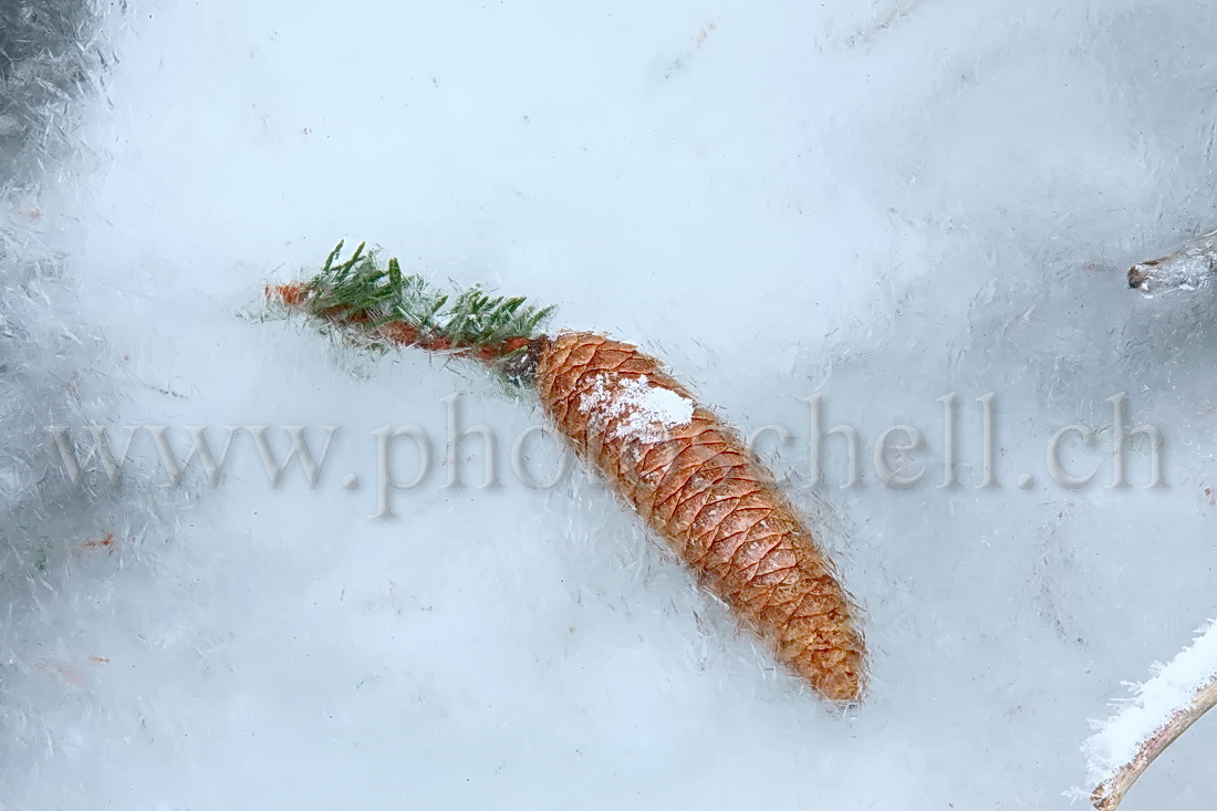 Pomme de pin prise dans la glace