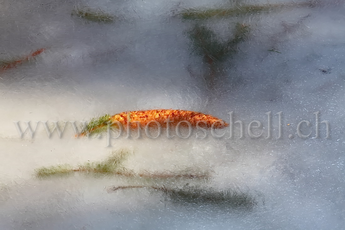 Pomme de pin prise dans la glace