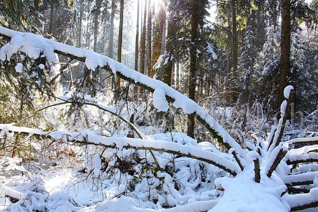 Ruisseau glacé